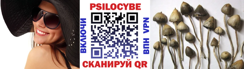 Галлюциногенные грибы Psilocybine cubensis Гурьевск